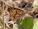 IMG_7488.jpg