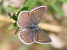 IMG_7523.jpg
