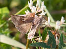 IMG_7533.jpg