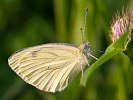 IMG_7619.jpg