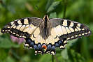 IMG_7622.jpg