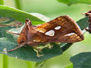  - Plusia festucae