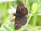 IMG_7649.jpg