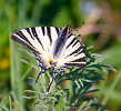 img_2970.jpg
