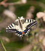 img_5950_s.jpg