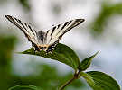 img_5978_s.jpg