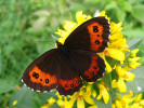 img_6145b.jpg